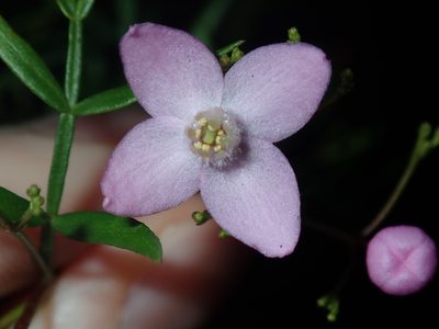 Boronia pinnata, photographed by Thomas Mesaglio