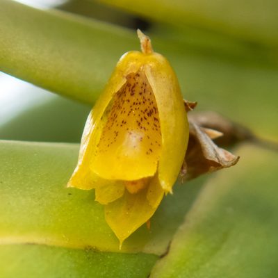 Oxystophyllum carnosum, photographed by Gerard Chartier