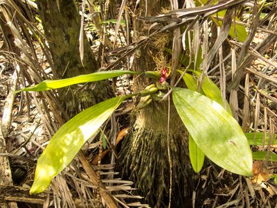 Bulbophyllum macranthum, photographed by Gerard Chartier