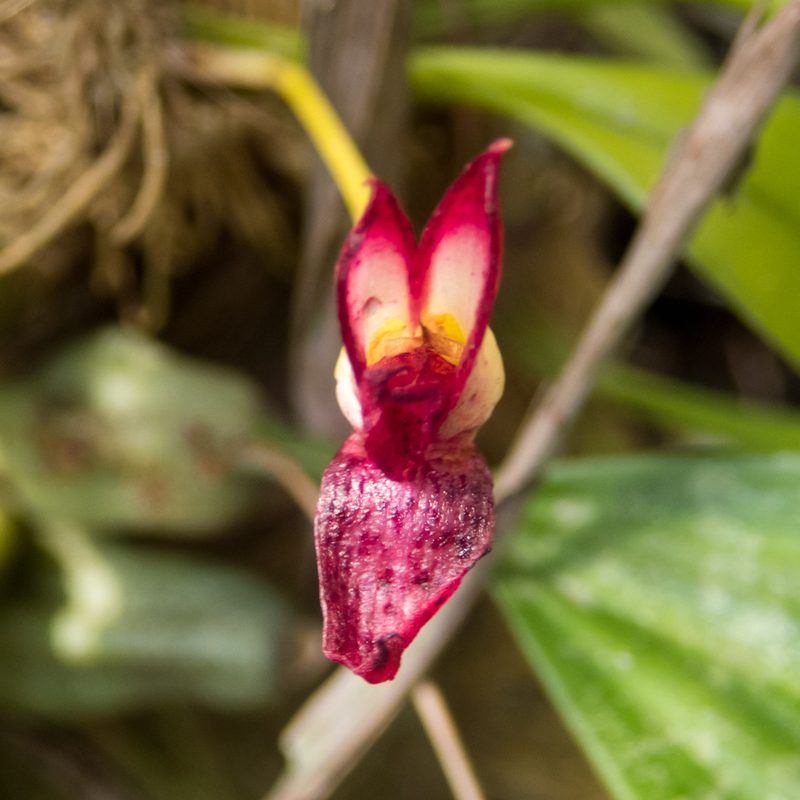 Bulbophyllum macranthum, photographed by Gerard Chartier