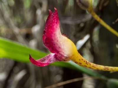 Bulbophyllum macranthum, photographed by Gerard Chartier