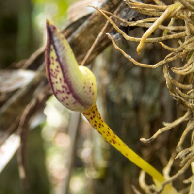 Bulbophyllum macranthum, photographed by Gerard Chartier