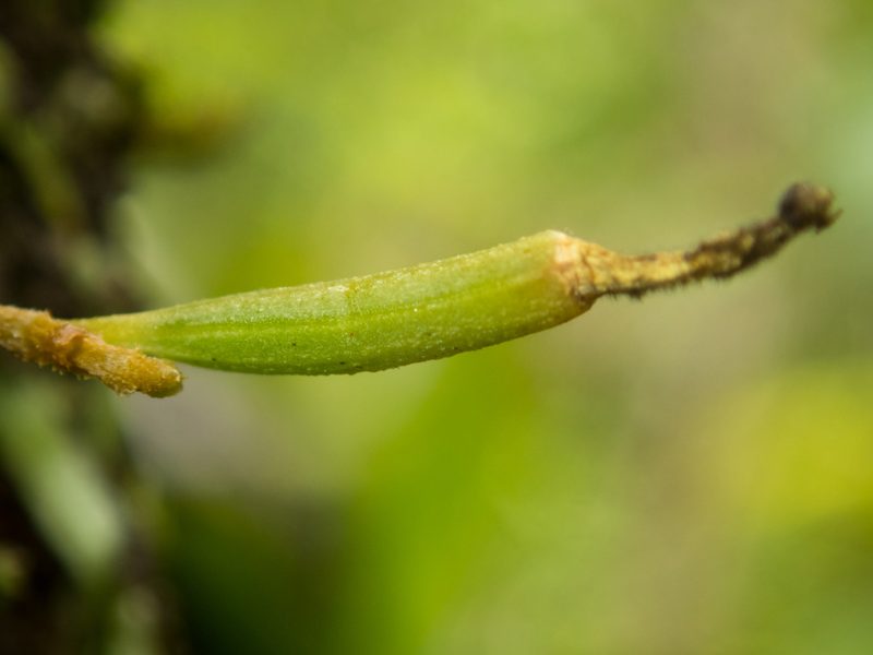 Taeniophyllum pusillum, photographed by Gerard Chartier