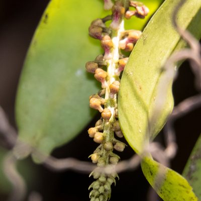 Robiquetia spathulata, photographed by Gerard Chartier