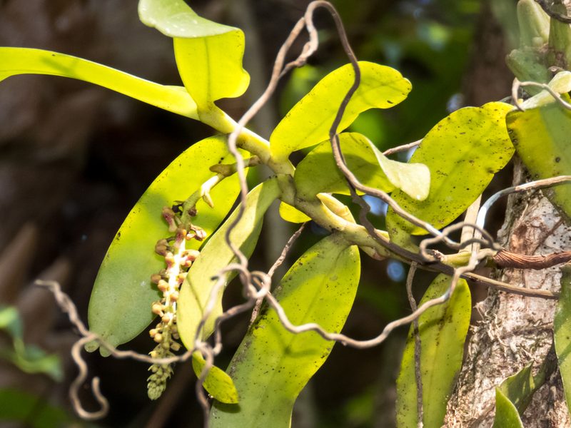 Robiquetia spathulata, photographed by Gerard Chartier