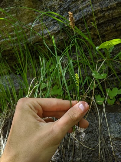 Carex tetanica, photographed by Nathan Aaron
