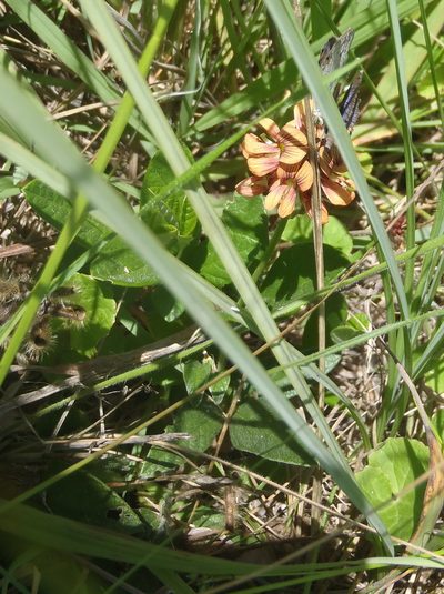 Eriosema squarrosum, photographed by Nicola van Berkel