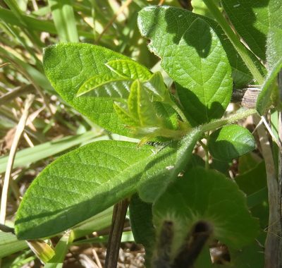 Eriosema squarrosum, photographed by Nicola van Berkel