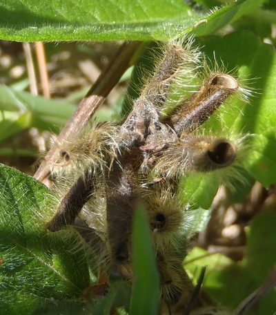 Eriosema squarrosum, photographed by Nicola van Berkel