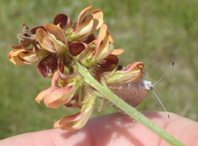 Eriosema squarrosum, photographed by Nicola van Berkel