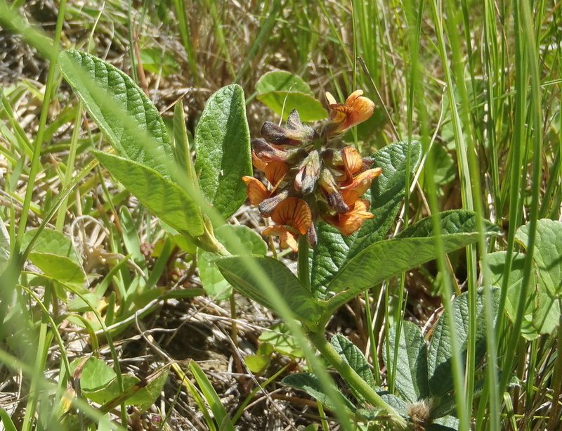 Eriosema squarrosum, photographed by Nicola van Berkel