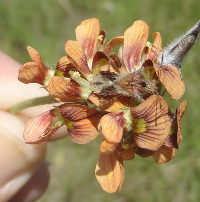Eriosema squarrosum, photographed by Nicola van Berkel