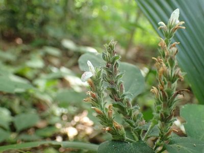 Isoglossa woodii, photographed by Mahomed Desai