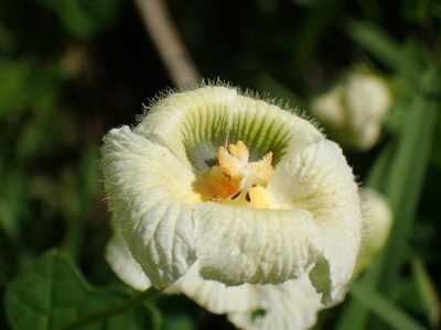 Momordica balsamina, photographed by Mahomed Desai