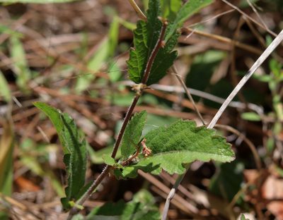 Tragia smallii, photographed by Lauren McLaurin