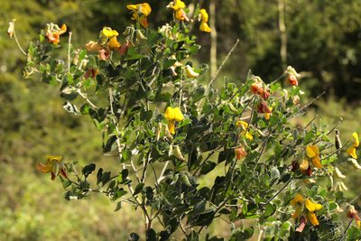Crotalaria doidgeae, photographed by Wynand Uys