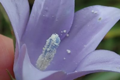 Wahlenbergia krebsii, photographed by Peter Warren