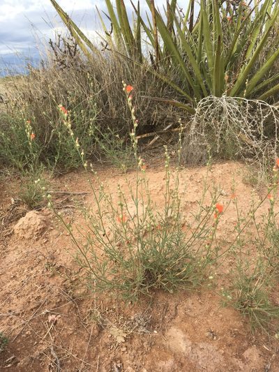 Sphaeralcea leptophylla, photographed by Cecelia Alexander
