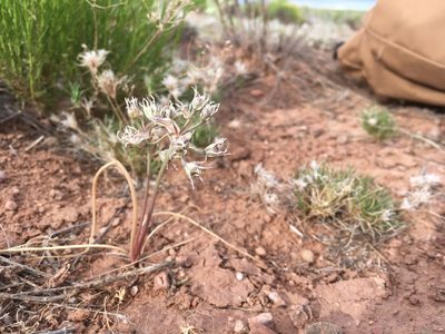 Allium macropetalum, photographed by Cecelia Alexander