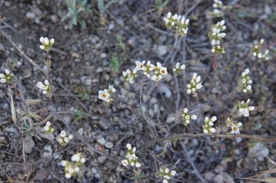 Leptosiphon lemmonii, photographed by desertnaturalist
