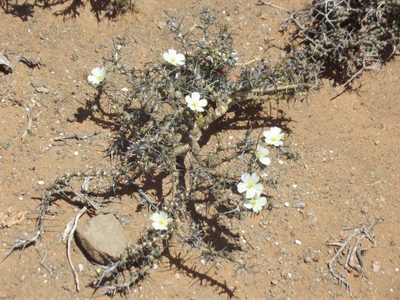 Sarcocaulon camdeboense, photographed by Dave Brown