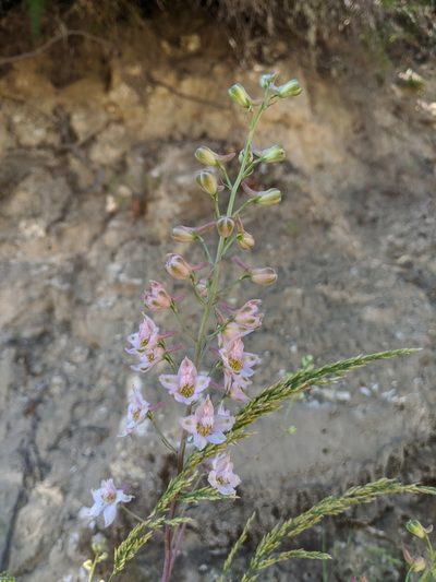 Delphinium gypsophilum, photographed by Nora Bales