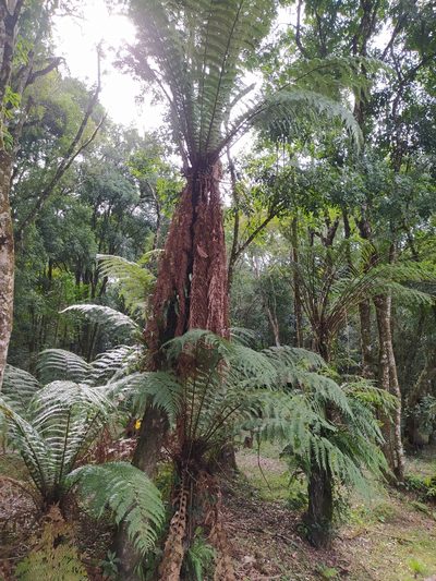 Dicksonia sellowiana, photographed by Fabiele S. Beltramin