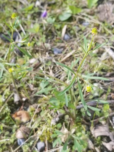 Ranunculus allegheniensis, photographed by Daniel McClosky
