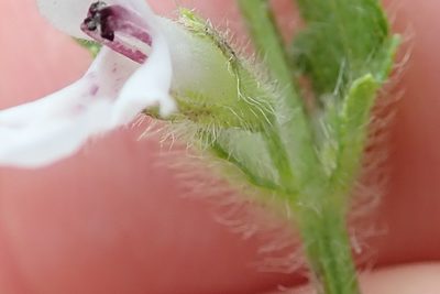 Stachys nigricans, photographed by Peter Warren