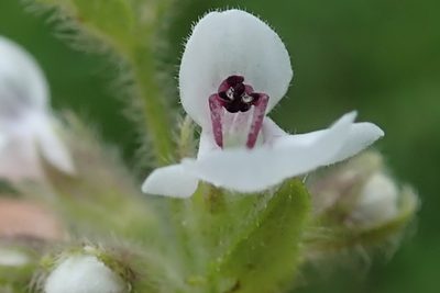 Stachys nigricans, photographed by Peter Warren