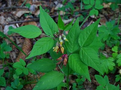 Vicia oroboides, photographed by Christian Berg