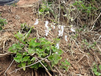 Equilabium laxiflorum, photographed by Mahomed Desai