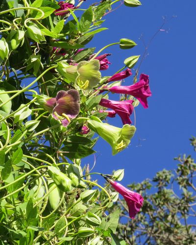Cobaea stipularis, photographed by Guillermo Huerta Ramos