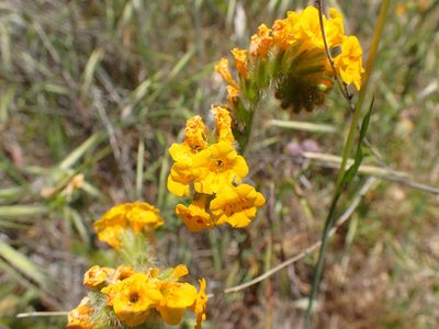 Amsinckia douglasiana, photographed by George Williams