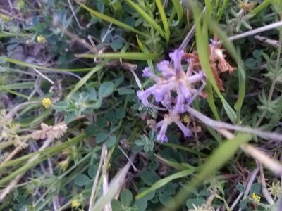 Orobanche ramosa, photographed by Moe