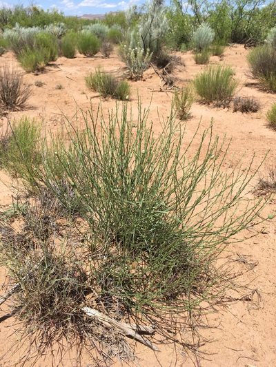 Baccharis wrightii, photographed by Cecelia Alexander