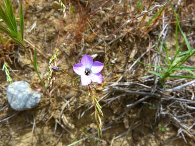 Gilia latiflora, photographed by Zack Abbey