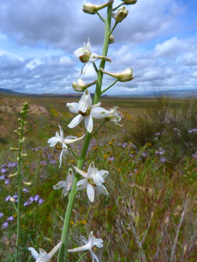 Delphinium gypsophilum, photographed by Zack Abbey