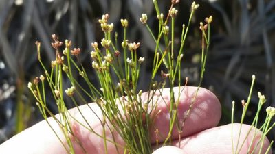 Stipulicida setacea, photographed by Jay Horn
