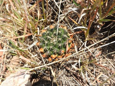 Mammillaria gigantea, photographed by Oscar Alejandro Morales Juárez