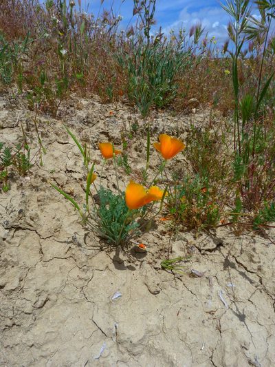 Eschscholzia lemmonii, photographed by Zack Abbey