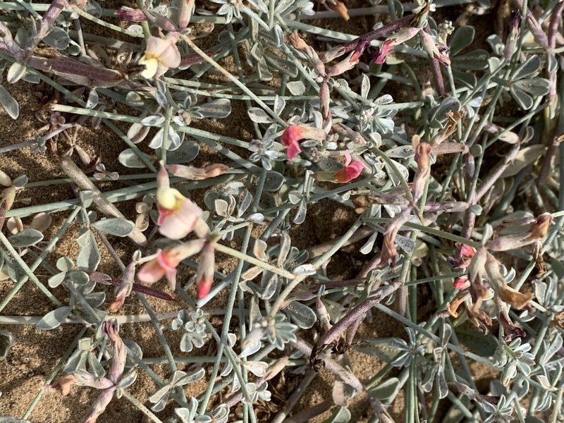 Acmispon niveus, photographed by Jim Riley