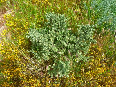 Atriplex spinifera, photographed by Zack Abbey