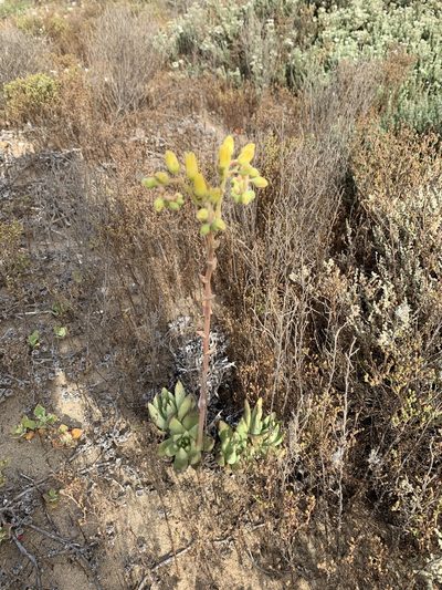 Dudleya cultrata, photographed by Jim Riley
