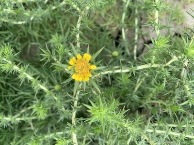 Centromadia perennis, photographed by Jim Riley