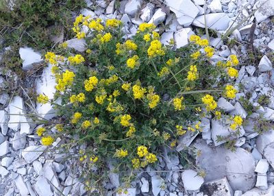 Medicago cretacea, photographed by Anton Popovich