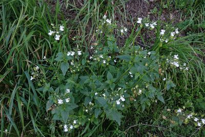 Nemesia floribunda, photographed by John Barkla