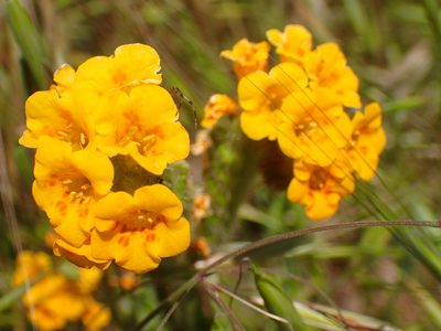 Amsinckia douglasiana, photographed by George Williams