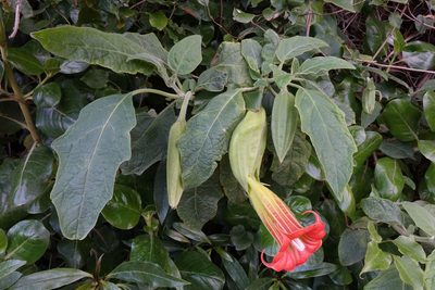Brugmansia sanguinea, photographed by John Barkla