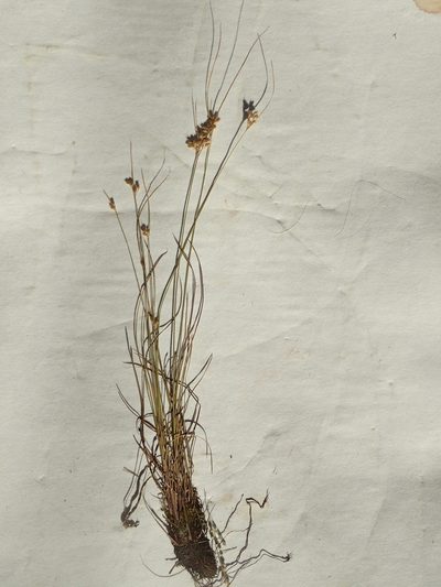 Juncus interior, photographed by Allan Harris
